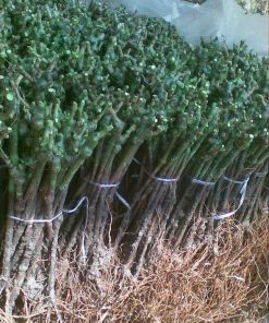 Посадъчен материал лози