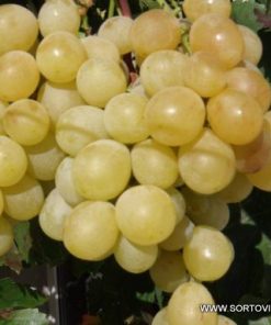 Лоза сорт Виктория - Бял сорт десертно грозде (в контейнер)