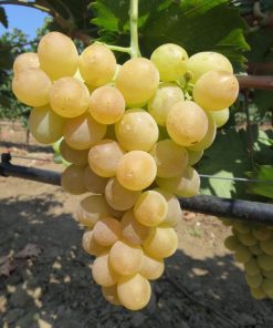 Лоза сорт Елица - Бял безсеменен сорт десертно грозде