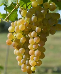 Лоза сорт Мускат отонел - Бял винен сорт