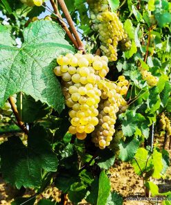 Лоза сорт Мускат отонел - Бял винен сорт