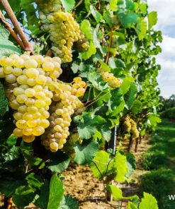 Лоза сорт Мускат отонел - Бял винен сорт