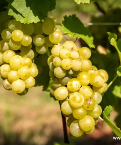 Лоза сорт Мускат отонел - Бял винен сорт