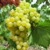 Лоза сорт Наслада - Комплексно устойчив бял десертен сорт