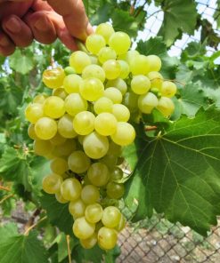 Лоза сорт Наслада - Комплексно устойчив бял десертен сорт