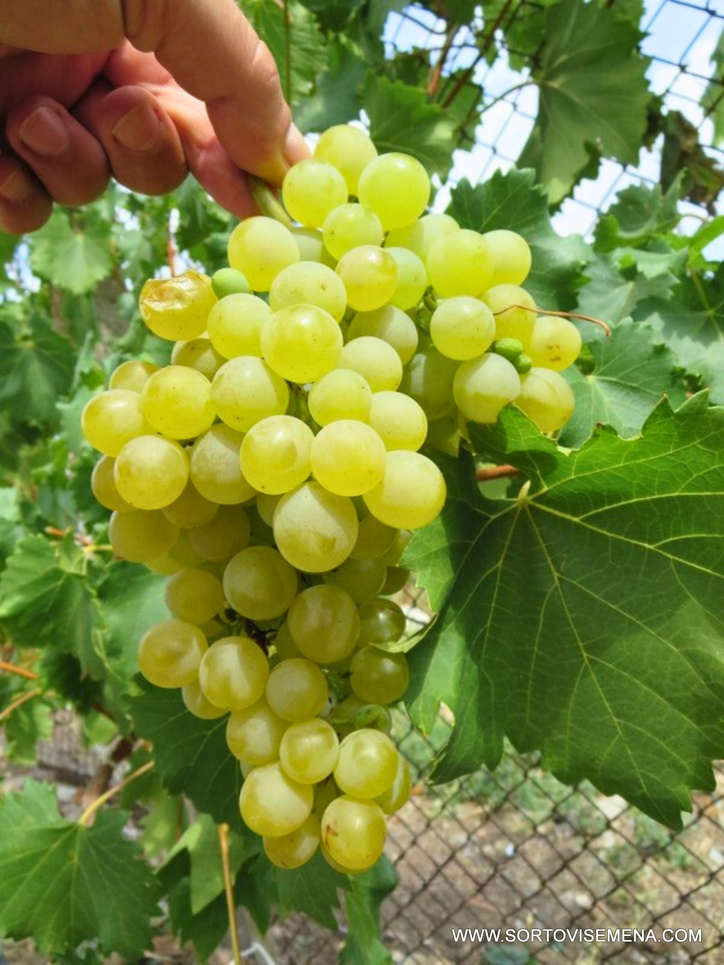 Лоза сорт Наслада - Комплексно устойчив бял десертен сорт