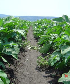 Патладжан Traviata F1 (Травиата F1) – Стандарт за качество и универсалност