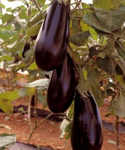 Патладжан Traviata F1 (Травиата F1) – Стандарт за качество и универсалност