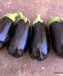 Патладжан Traviata F1 (Травиата F1) – Стандарт за качество и универсалност