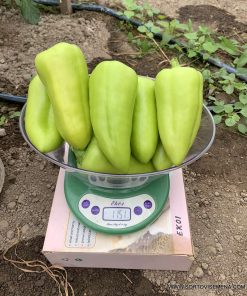 Пипер Kantata F1 (Кантата F1) – Универсален сладък пипер