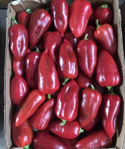 Пипер Kantata F1 (Кантата F1) – Универсален сладък пипер