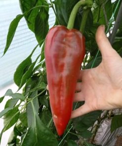 Пипер Teseo F1 (Тесео F1) – Тъмно зелен хибрид