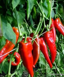 Пипер Teseo F1 (Тесео F1) – Тъмно зелен хибрид