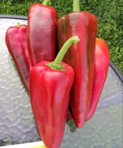 Пипер Teseo F1 (Тесео F1) – Тъмно зелен хибрид