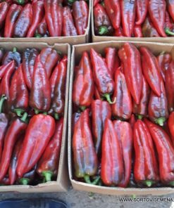 Пипер Teseo F1 (Тесео F1) – Тъмно зелен хибрид