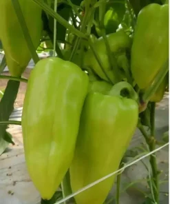 Пипер Lotta F1 (Лота F1) – Ранен хибрид с дебел перикарп