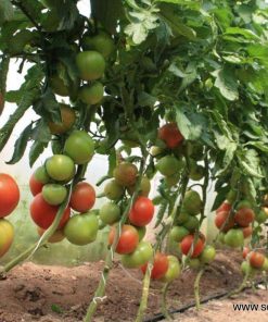 Домати Rally F1 (Рали F1) – Супер ранен и супер едър хибрид