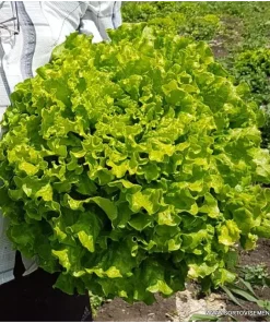 Салата Фънфикс F1 (Funfix F1) професионални семена пелети