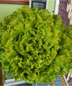 Салата Фънфикс F1 (Funfix F1) професионални семена пелети