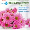 Тор за Цъфтящи растения 20-20-20 20 (ОПАЛ ЗИ)– За обилен цъфтеж!