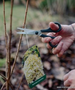 Комплект от универсални ножици CLASSIC 3 бр.– За дома и градината!