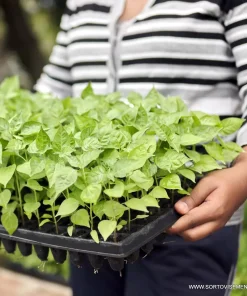 Форма (Табла) за разсад – 24 Квадратни гнезда F24K