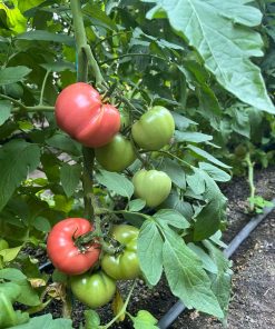 Домати Asterius F1 (Астериус F1) – Едроплоден розов домат