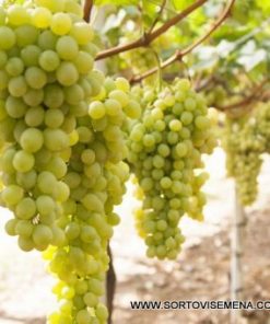 Лоза сорт Султанина - Бял безсеменен сорт десертно грозде