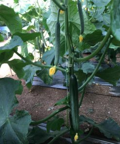 Краставици Defense F1 (Дефенс F1) – Дългоплоден хибрид без аналог за целогодишно производство