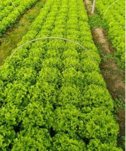 Салата Отис F1 (Otis F1) професионални семена пелети