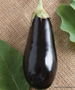 Патладжан Traviata F1 (Травиата F1) – Стандарт за качество и универсалност