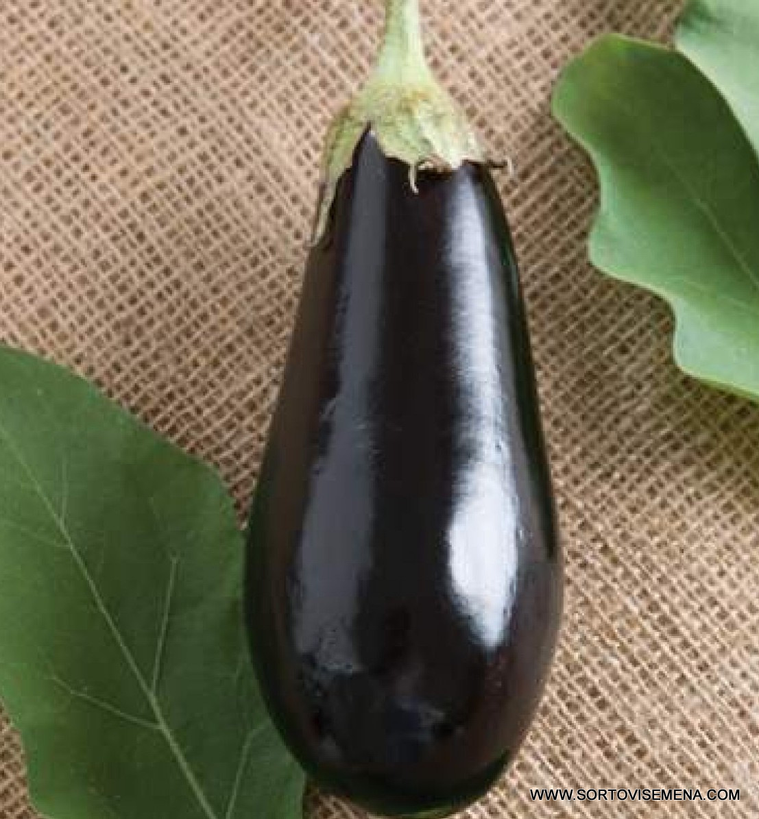 Патладжан Traviata F1 (Травиата F1) – Стандарт за качество и универсалност