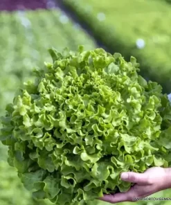 Салата Отис F1 (Otis F1) професионални семена пелети