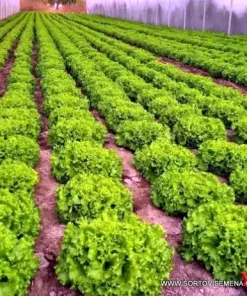 Салата Отис F1 (Otis F1) професионални семена пелети