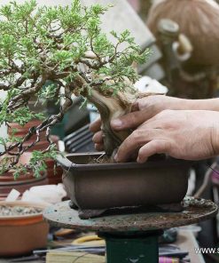 Торопочвен субстрат за бонсай 5 литра