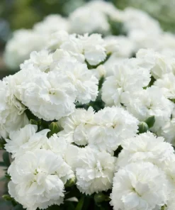 Карамфил Dianthus Sunflor® Emily (В контейнер)