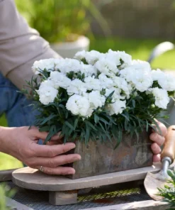 Карамфил Dianthus Sunflor® Emily (В контейнер)