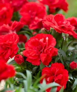 Карамфил Dianthus Sunflor® Kenji (В контейнер)