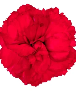 Карамфил Dianthus Sunflor® Kenji (В контейнер)