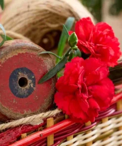 Карамфил Dianthus Sunflor® Kenji (В контейнер)