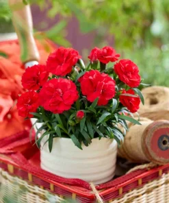 Карамфил Dianthus Sunflor® Kenji (В контейнер)