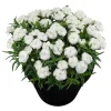 Карамфил Dianthus Sunflor® Emily (В контейнер)