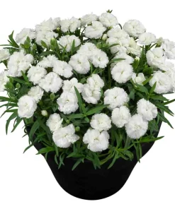Карамфил Dianthus Sunflor® Emily (В контейнер)
