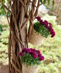 Карамфил Dianthus Sunflor® Beetle (В контейнер)