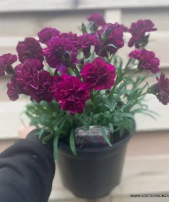 Карамфил Dianthus Sunflor® Beetle (В контейнер)