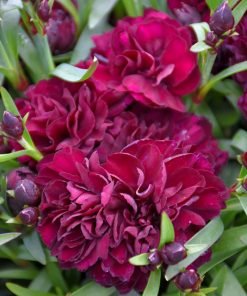 Карамфил Dianthus Sunflor® Beetle (В контейнер)