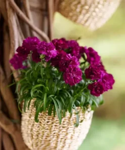 Карамфил Dianthus Sunflor® Beetle (В контейнер)