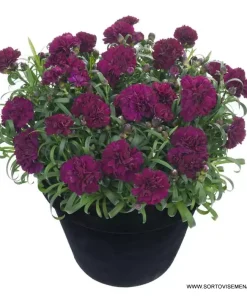 Карамфил Dianthus Sunflor® Beetle (В контейнер)