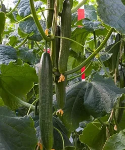 Краставици Lockheed F1 (Локхийд F1) – Издръжлив хибрид за дълго производство