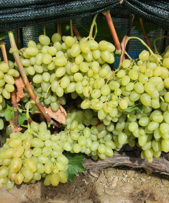 Лоза сорт Аркадия - Бял десертен сорт грозде